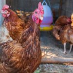 Les plantes bénéfiques pour les poules