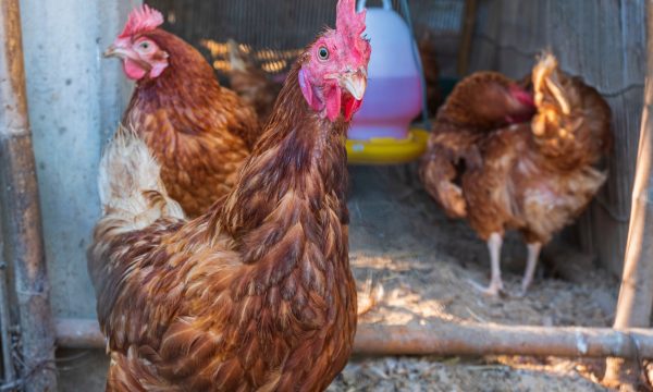 Les plantes bénéfiques pour les poules