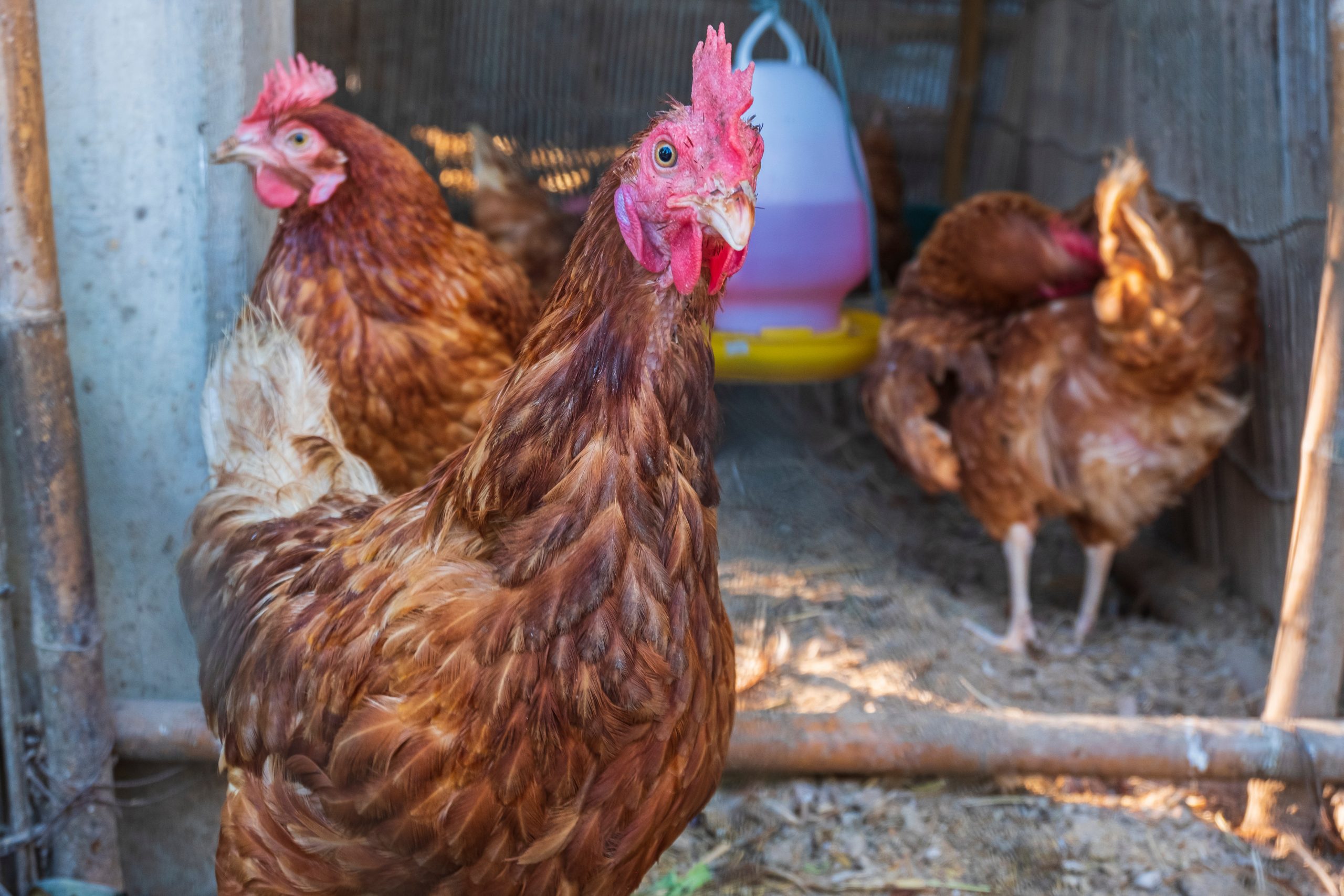 comme les poules 8 lettres