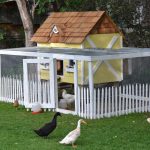 Comment choisir et entretenir un poulailler ?