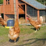 Quelle est la taille idéale pour un poulailler ?