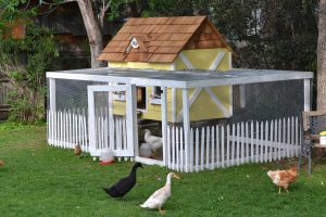 Comment choisir et entretenir un poulailler ?