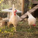 Pou rouge chez la poule