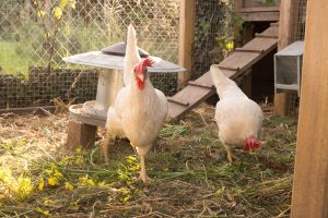 Pou rouge chez la poule