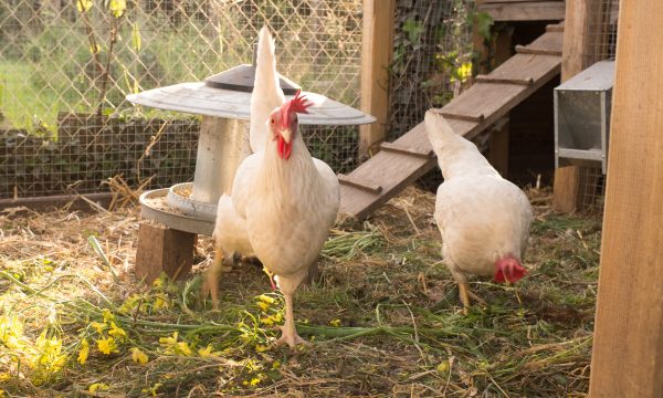 Pou rouge chez la poule