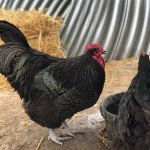 La coccidiose chez la poule : symptômes et traitement