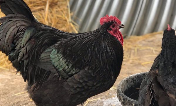 La coccidiose chez la poule : symptômes et traitement