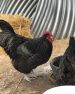 La coccidiose chez la poule : symptômes et traitement