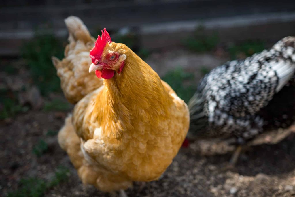 poule au jardin