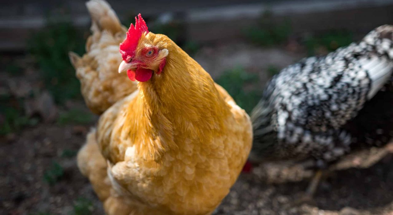 Adopter une poule : 5 choses à savoir avant de l’acquérir
