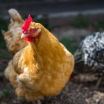 Adopter une poule : 5 choses à savoir avant de l’acquérir