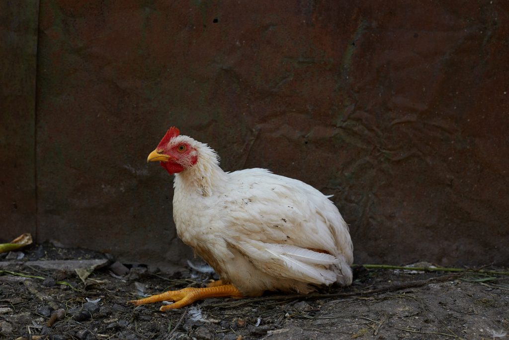 coccidiose chez la poule