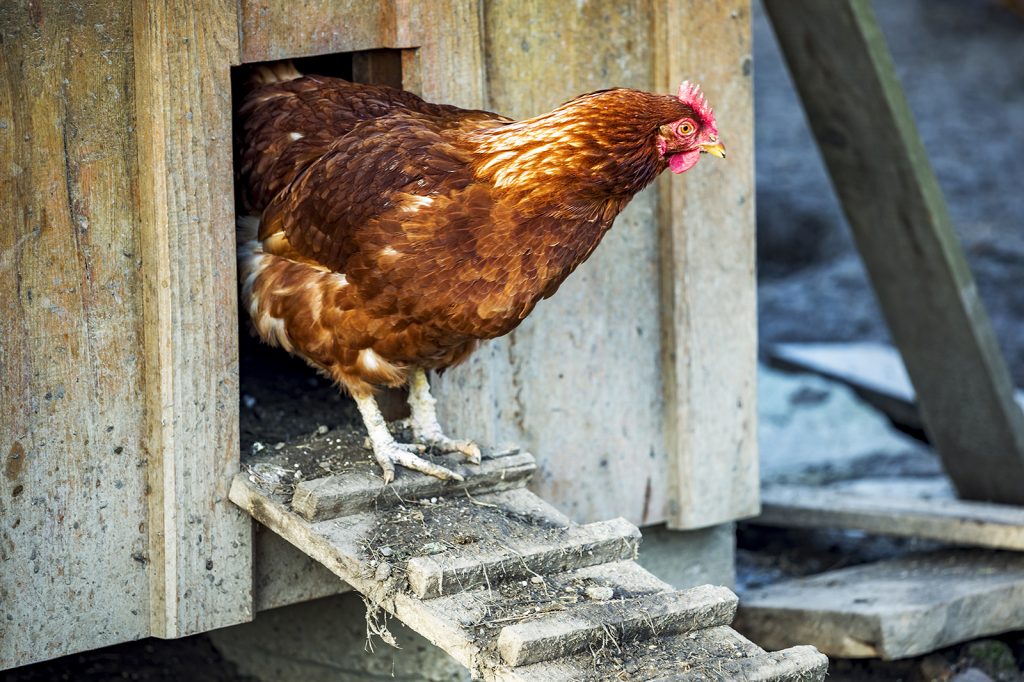 poule au poulailler