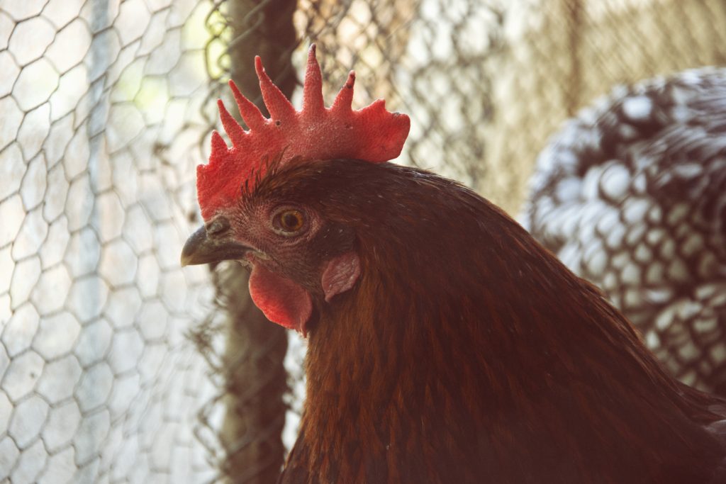 Poule en premier plan avec filet d'enclos en arrière plan