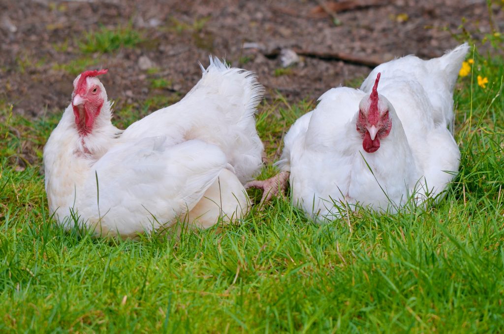 poule gâtinaise