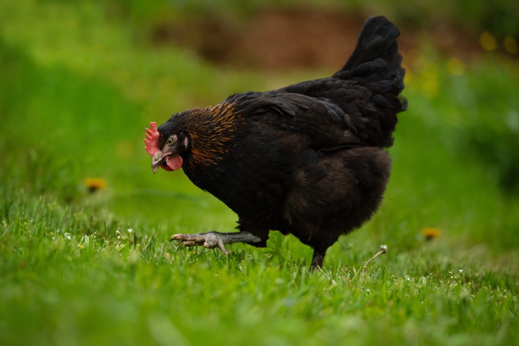 poule marans