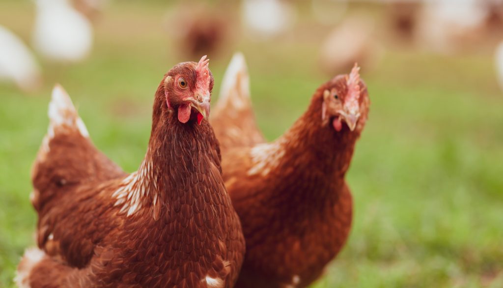 Poules