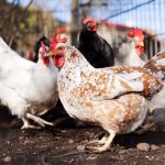 Comment protéger ses poules contre les prédateurs ?