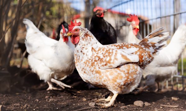 Comment protéger ses poules contre les prédateurs ?