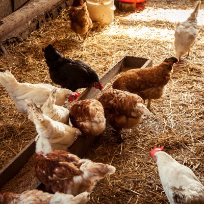 Grippe aviaire : comment en protéger vos poules ?