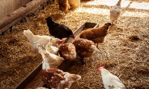 La grippe aviaire