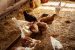 Grippe aviaire : comment protéger vos poules ?