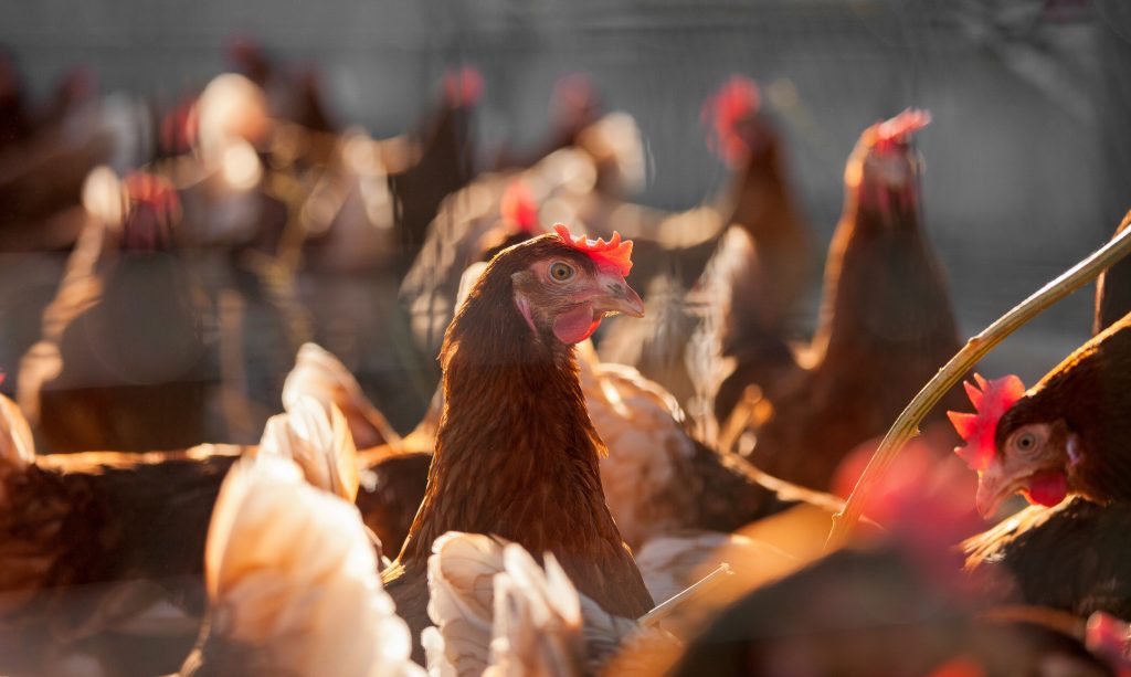 Poules au poulailler