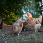 Que faire des fientes de poules au jardin ?
