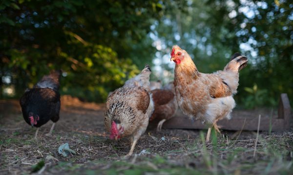 Que faire des fientes de poules au jardin ?