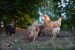 Que faire des fientes de poules au jardin ?