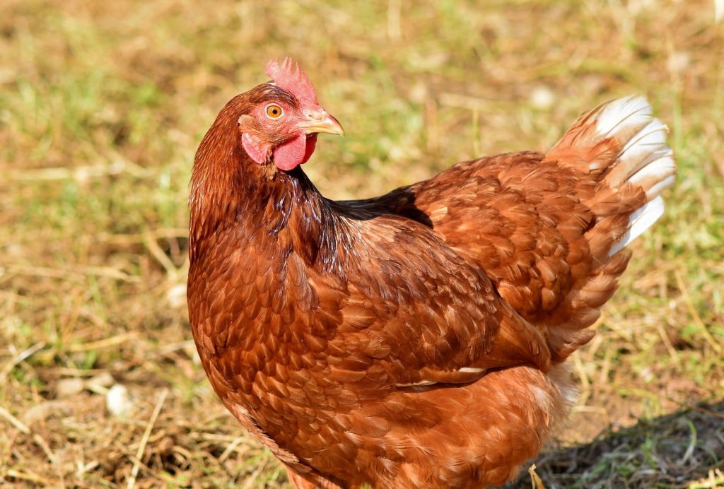 Poule dans un jardin