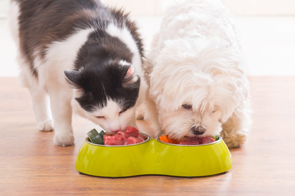 Chien et chat qui mangent dans leur gamelle