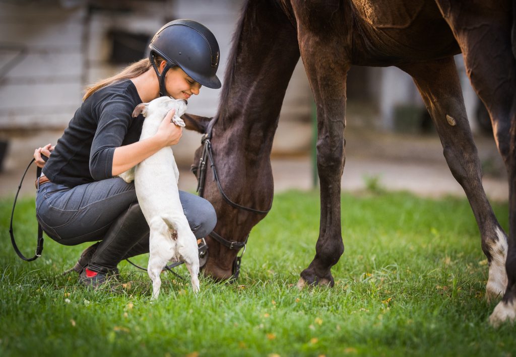 Présentations entre chien et chevall