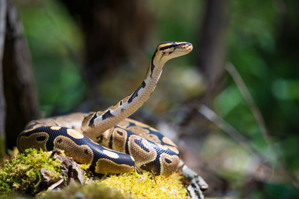 Python royal