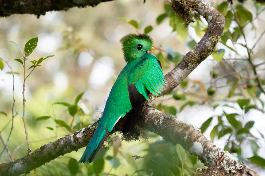 Oiseau Quetzal