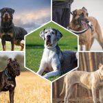 Chiens de garde : Top 10 races protectrices à connaître