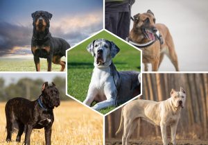 Chiens de garde : Top 10 races protectrices à connaître