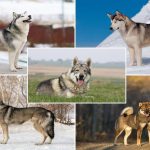 Chiens-loups : Top 5 races de chiens qui ressemblent aux loups