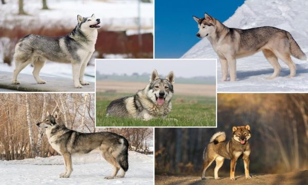 Chiens-loups : Top 5 races de chiens qui ressemblent aux loups