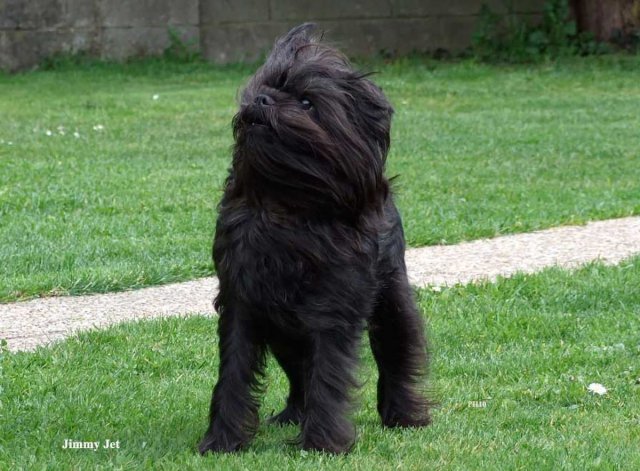 Photo Affenpinscher #3