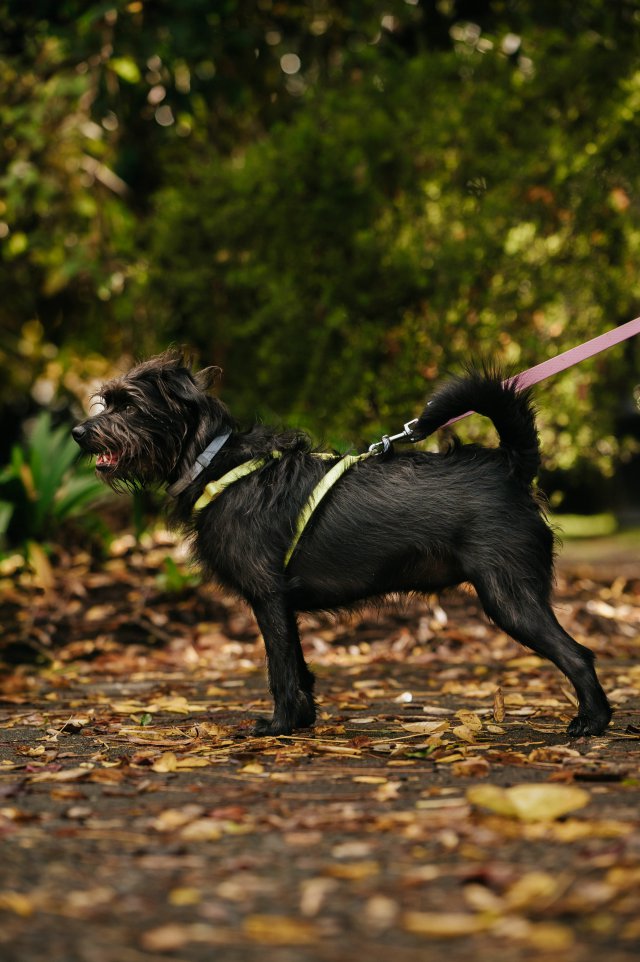 Photo Affenpinscher #2