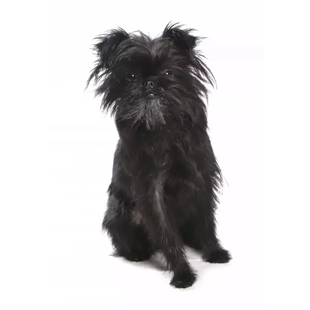 Photo Affenpinscher