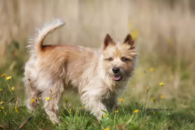 Photo Cairn Terrier #2