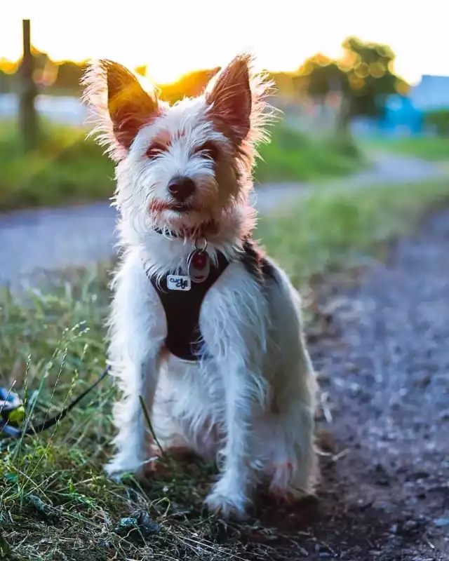 Photo Cairn Terrier #1