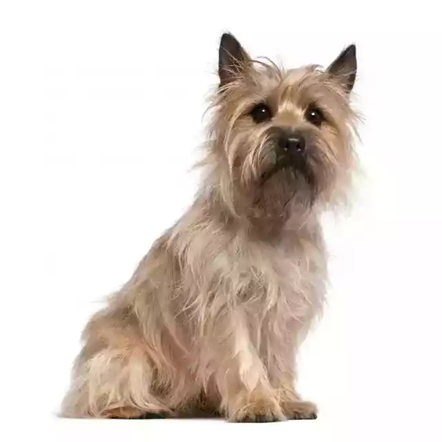 Photo Cairn Terrier