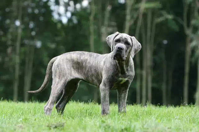 Photo Cane Corso #4