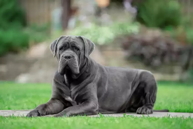 Photo Cane Corso #1