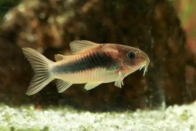 Photo Corydoras bronze (Corydoras aeneus) #3