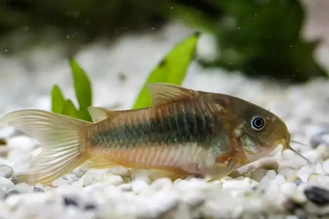 Photo Corydoras bronze (Corydoras aeneus) #2