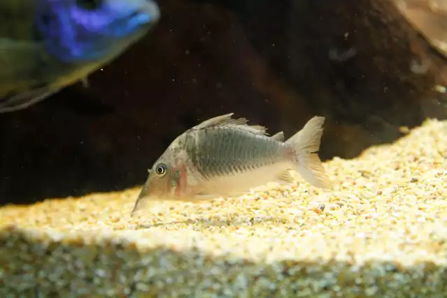 Photo Corydoras bronze (Corydoras aeneus) #1